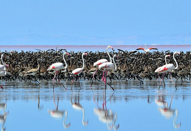 Dünyanın en büyük  flamingo kolonisi